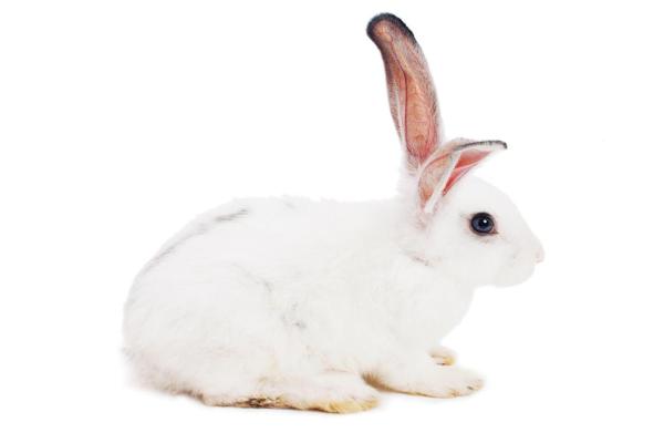 53年生肖兔与命运解析：探索属兔人的人生轨迹与性格特征