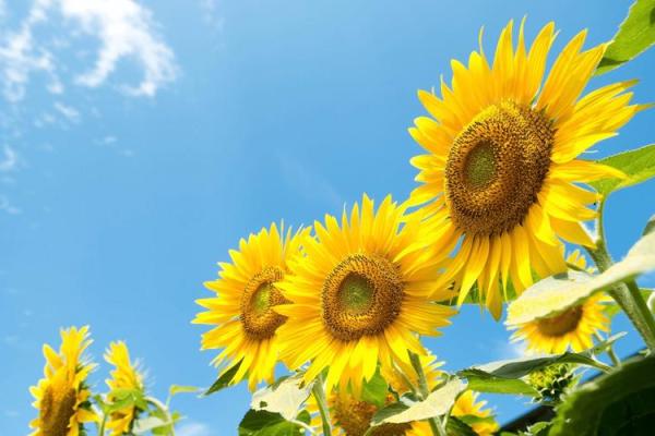 07年出生的猪年宝宝，命运与性格如何？探秘你的微妙人生！