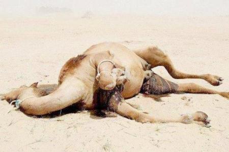 探秘：为什么你不应该点满命火神？看完让你大开眼界！