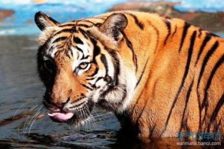 属虎的火命与土命合财之道：寻求成功的智慧与策略