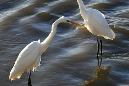 水命人士适合选择哪些手机，提升生活的灵动与顺畅？