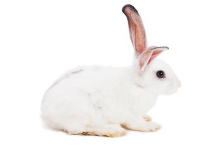 53年生肖兔与命运解析：探索属兔人的人生轨迹与性格特征