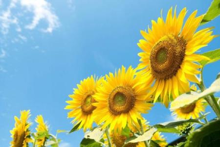 07年出生的猪年宝宝，命运与性格如何？探秘你的微妙人生！