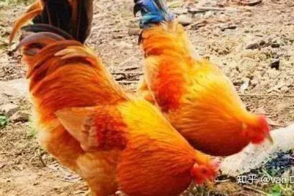 1945年属鸡的土命人生与性格解析