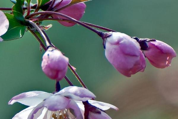 属虎松柏木命与最佳命格，大揭秘！