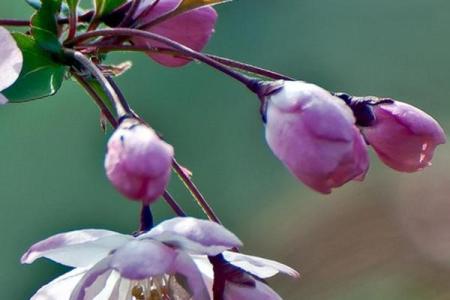 属虎松柏木命与最佳命格，大揭秘！