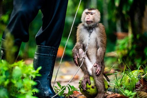 生肖猴子的性格与命运解析：聪明灵动，桃花盛开的一生