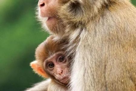 生肖猴子的性格与命运解析：聪明灵动，桃花盛开的一生