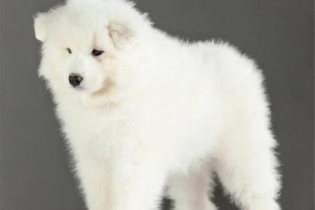 2018年属狗的人命运解析与生活建议，开启更辉煌未来之路！