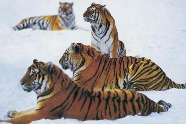 1987年虎年出生的人：命运与特色解析