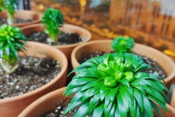 水命之人：适合的盆栽选择与养护秘籍