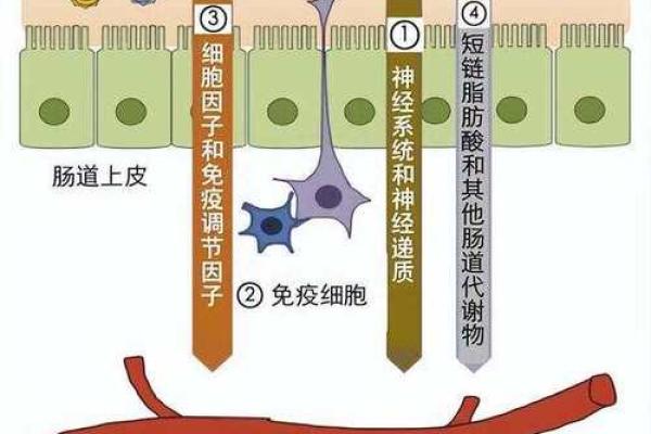 手指胖的人命运解析：脂肪与性格的奥秘探索