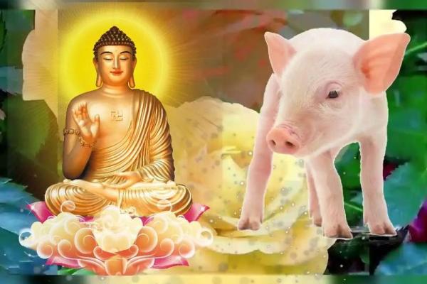 属猪1947年出生的命运与性格解读：温和与智慧的完美结合