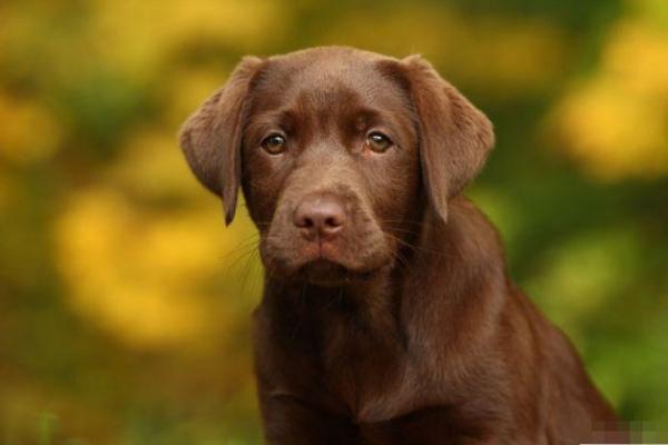 水命狗的旺运秘籍：适合佩戴的吉物解析