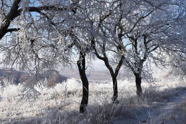 生在冬月的狗：天生的忠诚者与勇士