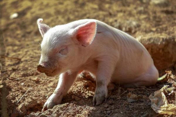 83猪命最佳数字与生活智慧分享，让你轻松掌握运势