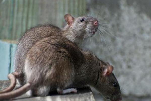 49岁老鼠的命运解析：揭开生肖老鼠的神秘面纱