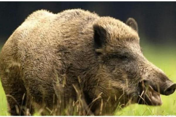 71年属猪人的命运与性格探秘：优雅与智慧的结合