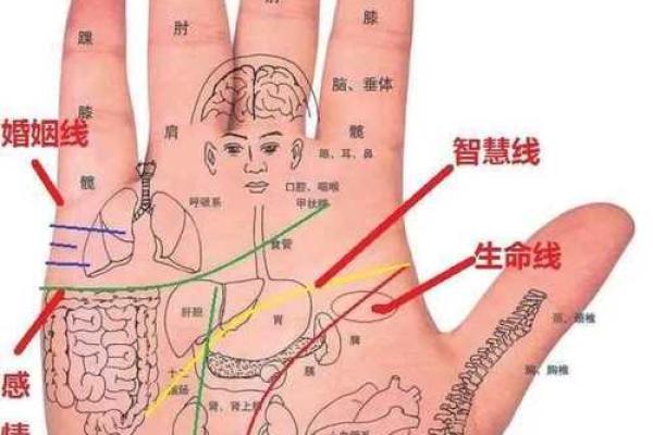 深邃手纹解析：命运的秘密与人生的启示