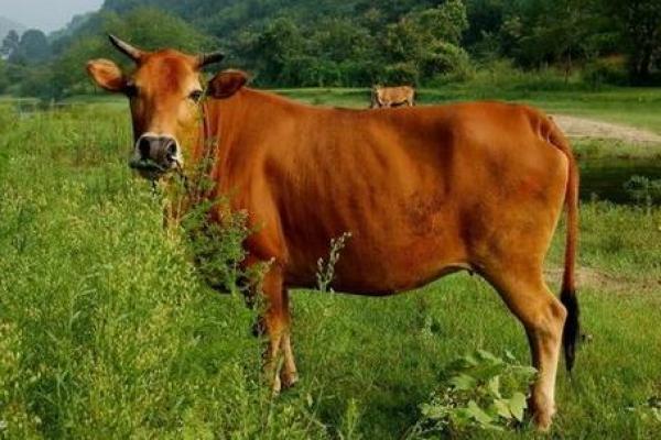 2020年属牛命运解析:把握机遇,迎接挑战的一年 2020年属牛命运解析:把握机遇,迎接挑战的一年