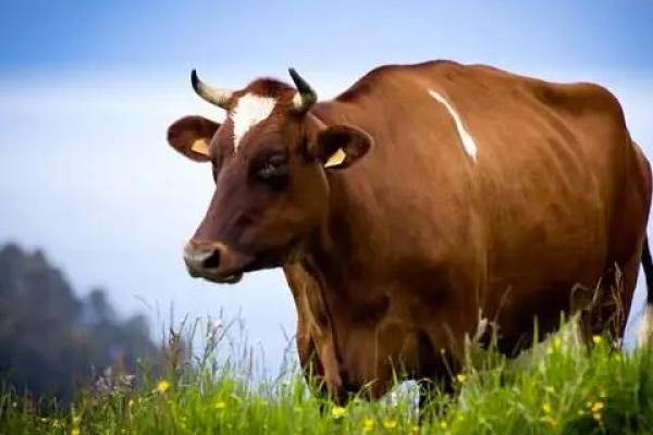 1997年属牛男的命运解析：稳重与机遇并存的生活旅程