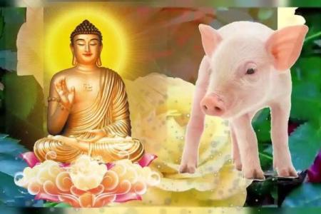 属猪1947年出生的命运与性格解读：温和与智慧的完美结合