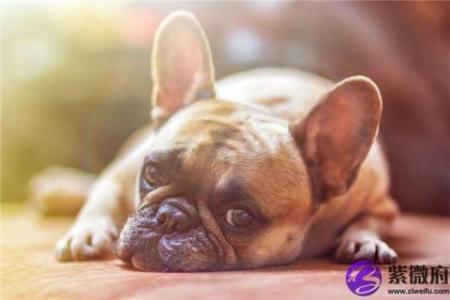 水命狗的旺运秘籍：适合佩戴的吉物解析