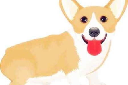 水命狗的首饰选择：为您的宠物增添独特魅力与能量