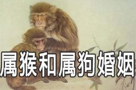 1988年属狗：属于你的命运之旅与性格解析