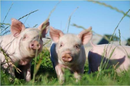 71年属猪人的命运与性格探秘：优雅与智慧的结合