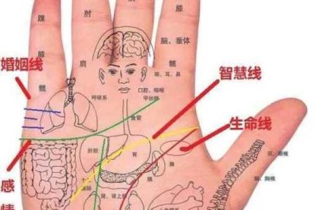 深邃手纹解析：命运的秘密与人生的启示