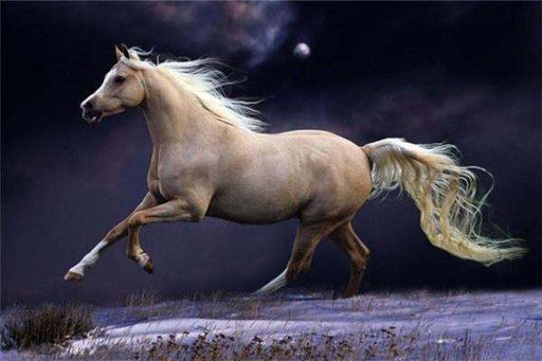 2015年出生孩子的命运解析：生肖羊的幸福人生与性格特征