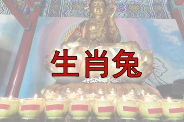 24岁兔子命理分析：探索生肖兔的神秘与运势