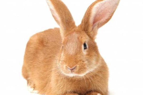 24岁兔子命理分析：探索生肖兔的神秘与运势