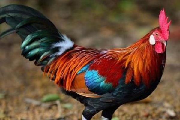 女属鸡的人生命运，哪个命格最为理想？