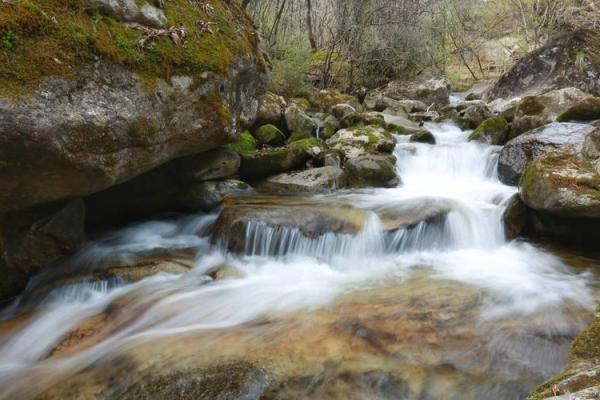 2019年属于木命，探寻木之精髓与生命的奥秘