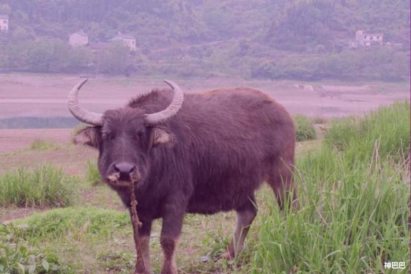 73年属牛人的命运与性格解析：值得你了解的秘密！