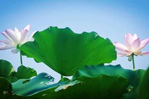 属狗人2018命运解析：如何在变幻的时光中找到幸福之道