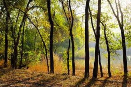 1990年出生的木命人：命理解析与生活启示