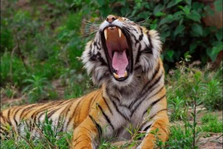 73属虎：勇敢坚毅的生命旅程与命运解析