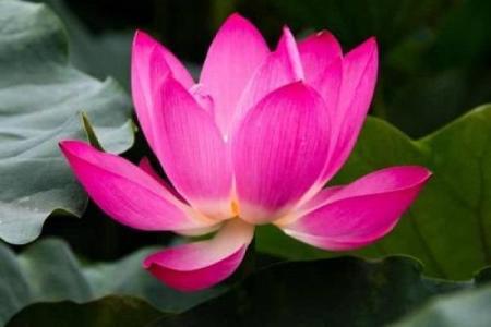 牛年水命的人适合使用什么钱包？探索适合你的财运之路！