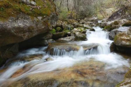 2019年属于木命，探寻木之精髓与生命的奥秘