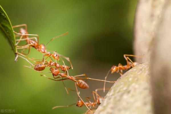 探秘蚂蚁的智慧：小生物的大启示