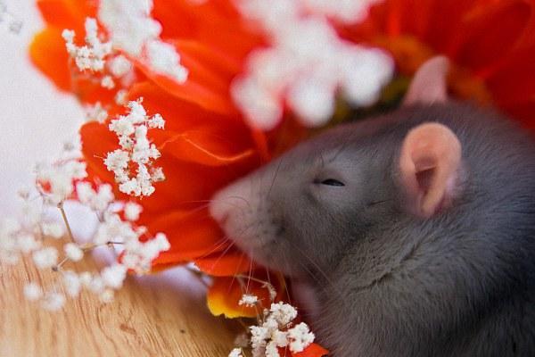 1948年出生的人：生肖鼠的命运与人生启示