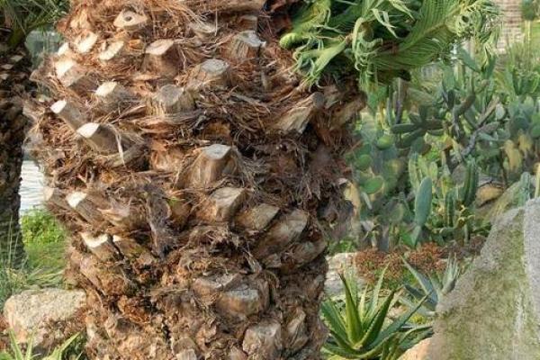 2002年是什么木命:探索木命的特点与人生运势 2002年是什么木命:探索木命的特点与人生运势