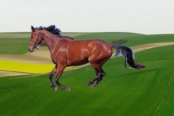 66年马命解析：揭开马年出生者的命运之谜