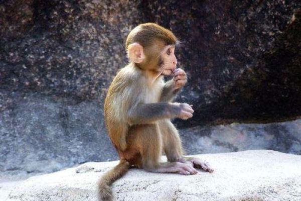 深入了解一九九二腊月猴的命运与特点，揭秘独特人生轨迹！