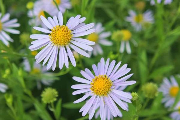 贵命千荷夏日鲜命：探寻夏日的宁静与美好