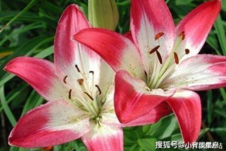 少奶奶命的独特魅力与特点探讨