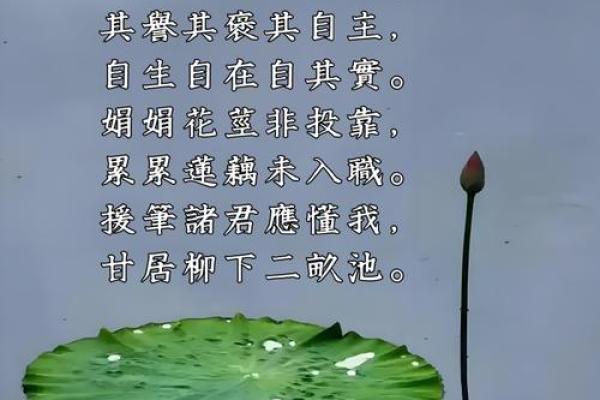 秋月芙蓉：赏心悦目的自然诗篇